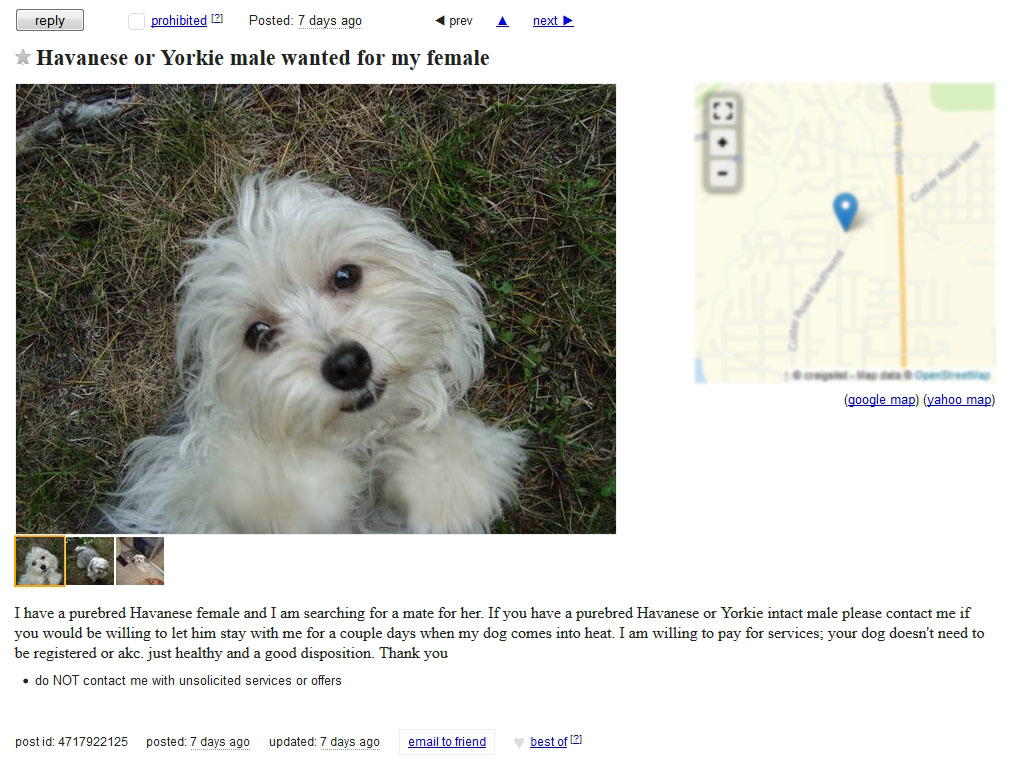 Exposed Why Some Havanese Puppies Are Only 600